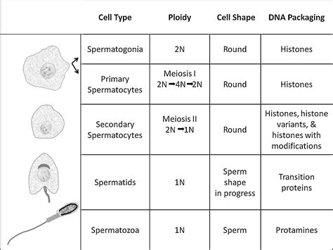 Review: Properties of sperm and seminal fluid, informed by。